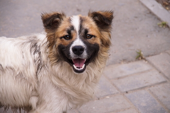 Man\'s best friend / ***