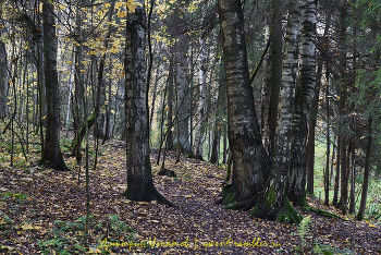 Autumn in the forest / ***