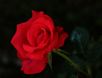 Beautiful maiden / ***