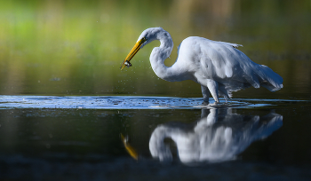Great egret / Great egret