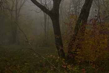 Sunrise over the river / ***