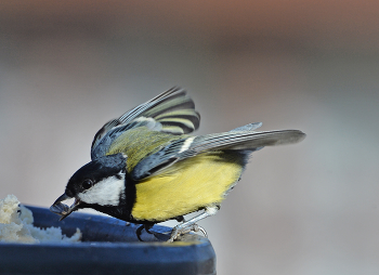 Yellow Wagtail / ***