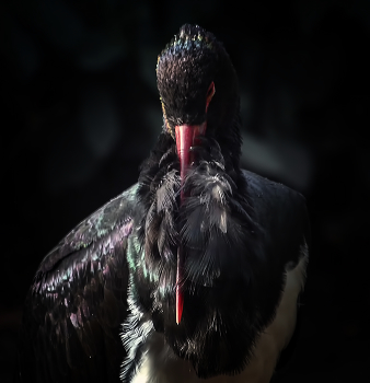 Black Stork / ***