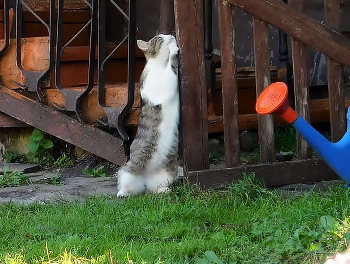 The morning begins / ***