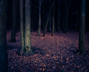 Enchanted forest / ***