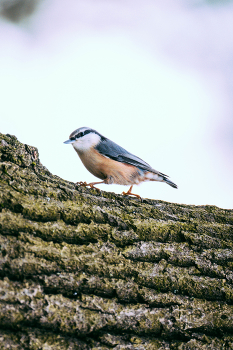 Eurasian nuthatch / ***