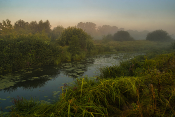 Summer morning. / ***