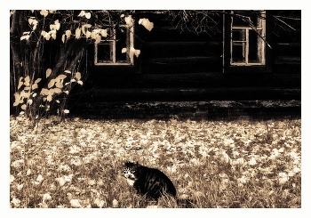 In the golden autumn / ***