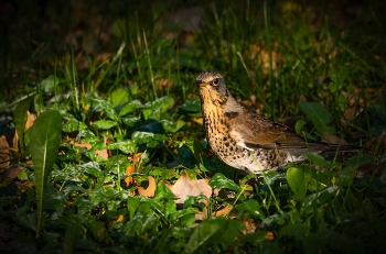 Thrush Fieldfare / ***