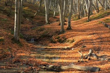 creek in the woods / ***