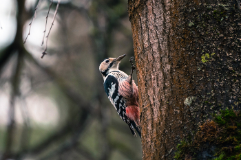 Woodpecker / ***