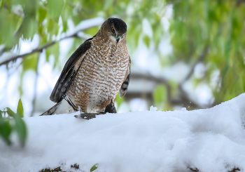 Cooper's hawk / ***