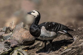 Barnacle Goose. / ***