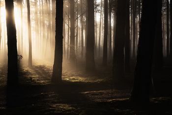 In the morning light / ***