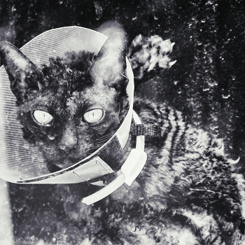 These eyes in front / ***