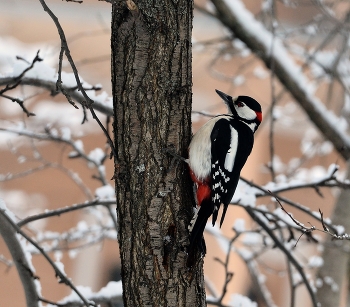 Woodpecker / ***