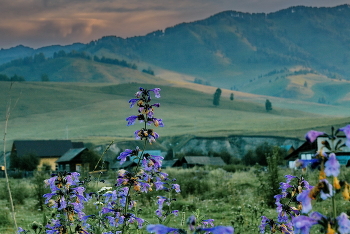 Flowers of the field / ***