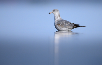 Ring-billed gull (Second winter) / Ring-billed gull (Second winter)