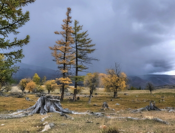 Altai autumn / ***
