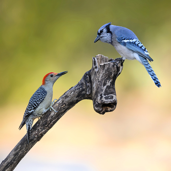 Red-bellied woodpecker vs. Blue Jay / Red-bellied woodpecker vs. Blue Jay