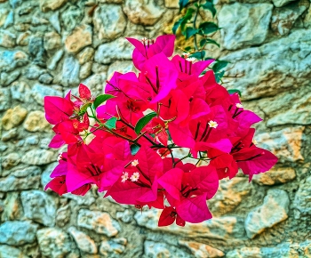 Creixell - Buguenvíl·lea - Tarragonès / Creixell - Buguenvíl·lea - Tarragonès