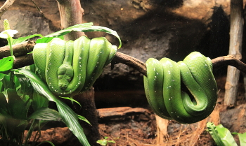 after a hearty meal / ***