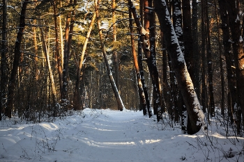 night in the pine forest / ***