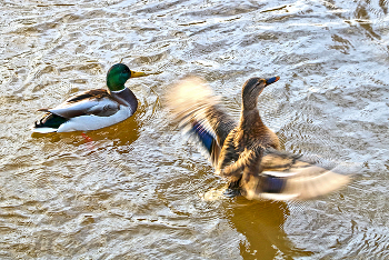 Dancing on the water / ***