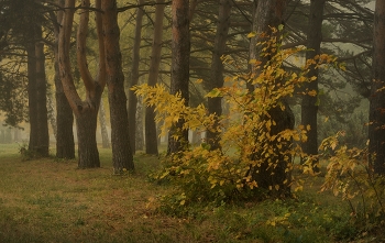 Sunrise over the river / ***