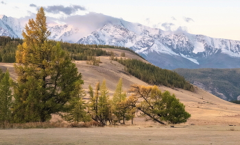Altai autumn / ***