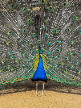 Peafowl / ***