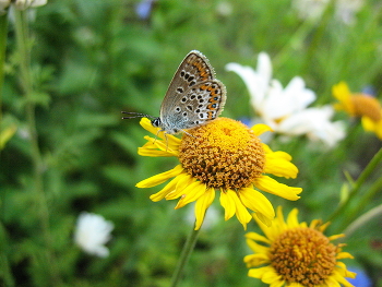 Copper-butterfly butterfly / ***