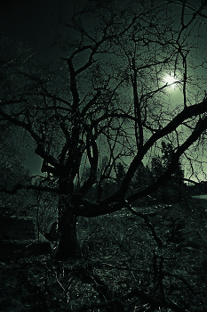 Moonlight night / ***