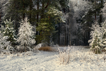 At the edge of forest / ***