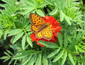 Flora and fauna / ***