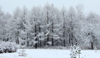 Winter landscape / ***