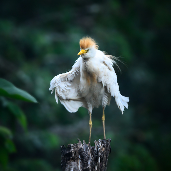 Cattle Egret / Cattle Egret