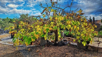 Castellvell del Camp - figuera a la tardor - Baix Camp / Castellvell del Camp - figuera a la tardor - Baix Camp