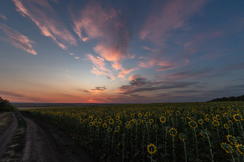 waiting for the sun / ***