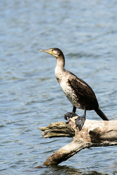 Kormoran / Kormoran (Phalacrocorax carbo)