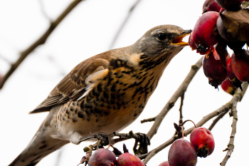 Thrush Fieldfare / ***