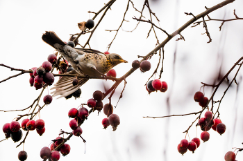 Thrush Fieldfare / ***