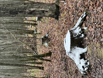 The first frosts / ***