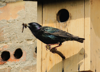 Star (Sturnus vulgaris) / Star (Sturnus vulgaris)