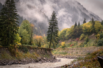 The Pine Tree Does Not Give Up / ***