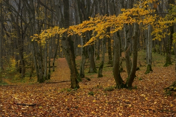 Morning in the forest / ***