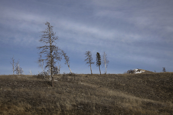 Russian Forest / ***
