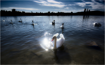 Swan Lake / ***