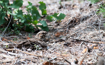 nightjar / ***