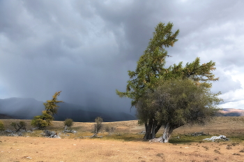 Before the storm / ***